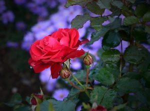 roses tea garden